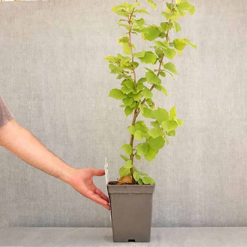 Amostra de Aveleira Merveille de Bollwiller - Corylus maxima Vaso de 4 L/5 L, Arbusto tal como entregue no verão