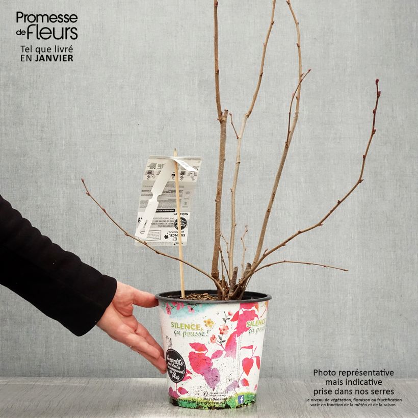 Amostra de Noisetier Merveille de Bollwiller ou Géant de Halle Vaso de 4 L/5 L, Arbusto tal como entregue no inverno