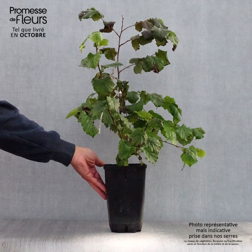 Amostra de Aveleira Merveille de Bollwiller - Corylus maxima Vaso de 2 L/3 L tal como entregue no outono