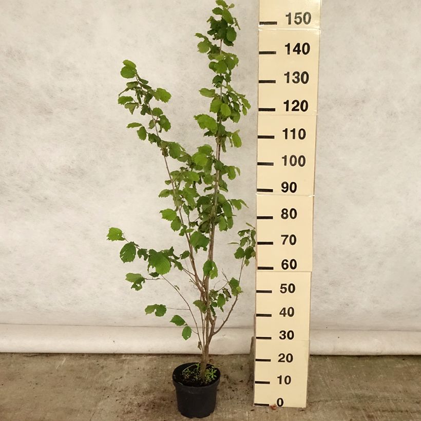 Amostra de Aveleira Merveille de Bollwiller - Corylus maxima Vaso de 2 L/3 L tal como entregue no verão
