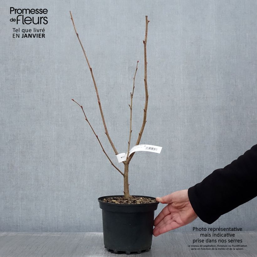 Amostra de Noisetier Merveille de Bollwiller ou Géant de Halle Vaso de 2 L/3 L tal como entregue no inverno