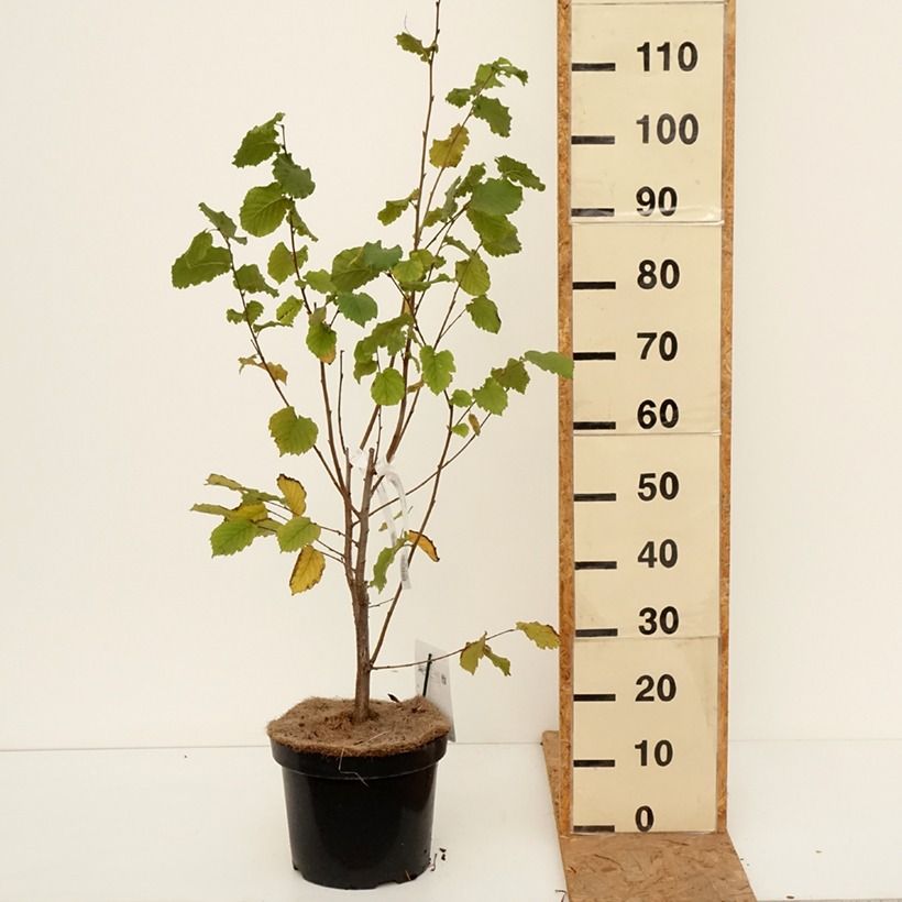 Amostra de Aveleira Merveille de Bollwiller - Corylus maxima Vaso de 7,5 L/10 L tal como entregue no outono