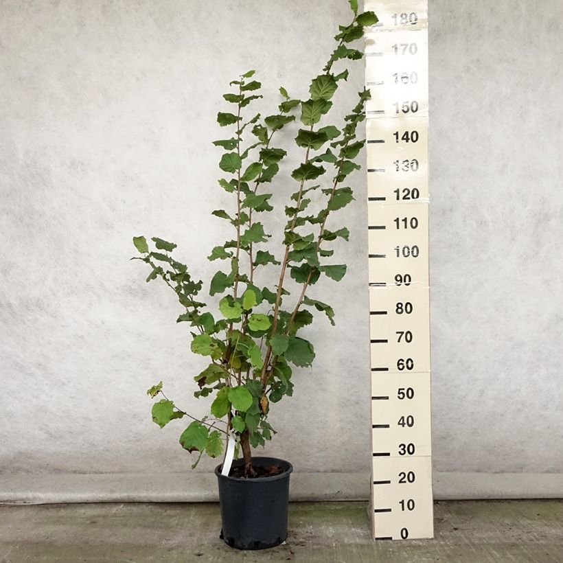 Amostra de Aveleira Merveille de Bollwiller - Corylus maxima Vaso de 7,5 L/10 L tal como entregue no verão
