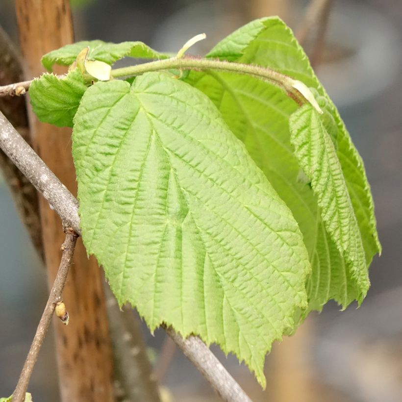 Aveleira Pendula (Folhagem)