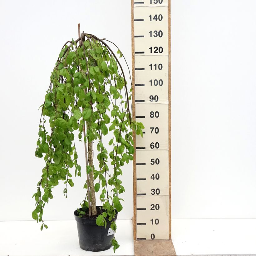 Amostra de Aveleira Pendula Vaso de 7,5 L/10 L tal como entregue na primavera