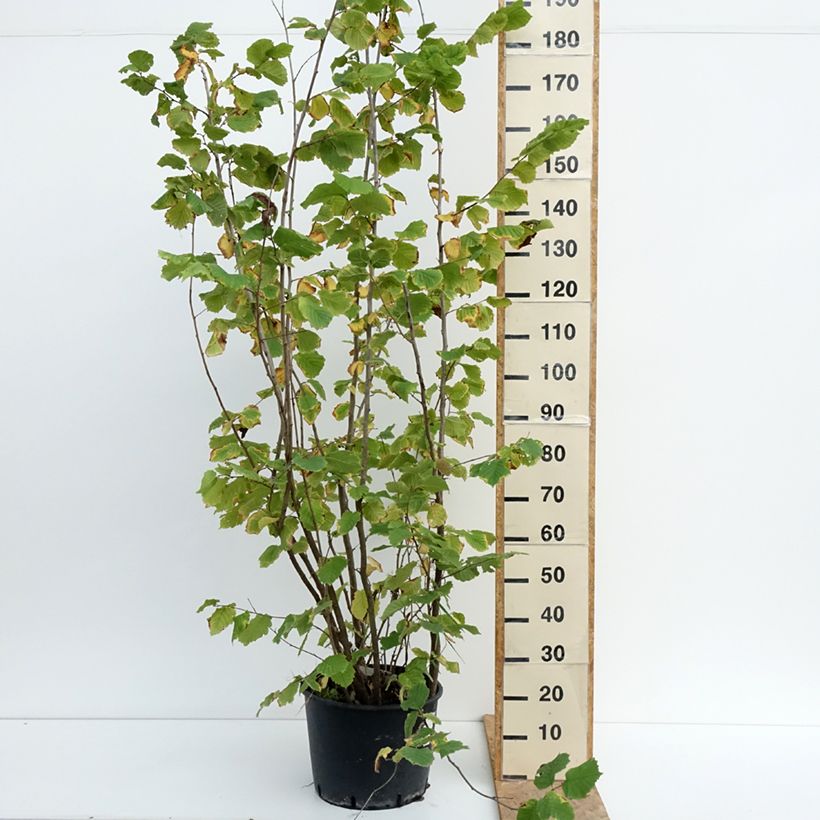 Amostra de Noisetier Syrena - Corylus avellana Vaso de 12 L/15 L tal como entregue no verão