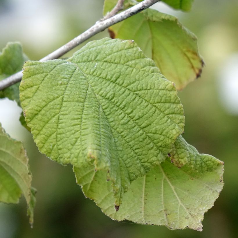 Aveleira Tonda Gentile Romana - Corylus avellana (Folhagem)