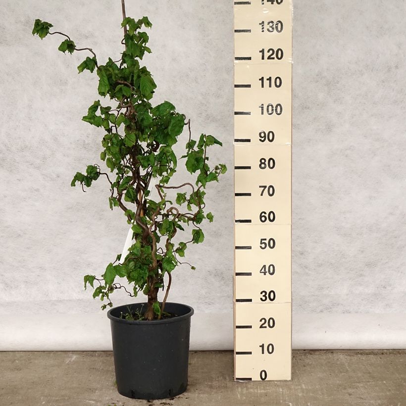 Amostra de Aveleira Contorta Vaso de 12 L/15 L tal como entregue na primavera