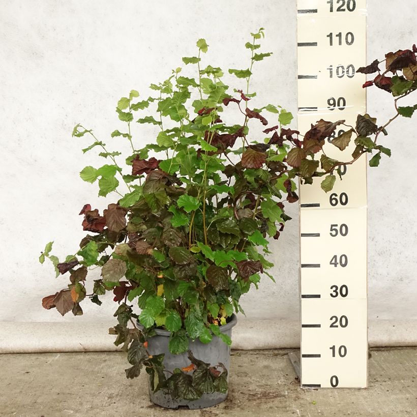 Amostra de Aveleira Red Majestic Vaso de 12 L/15 L tal como entregue no verão
