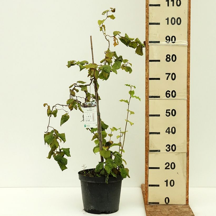 Amostra de Aveleira Red Majestic Vaso de 3 L/4 L, Haste tal como entregue no verão