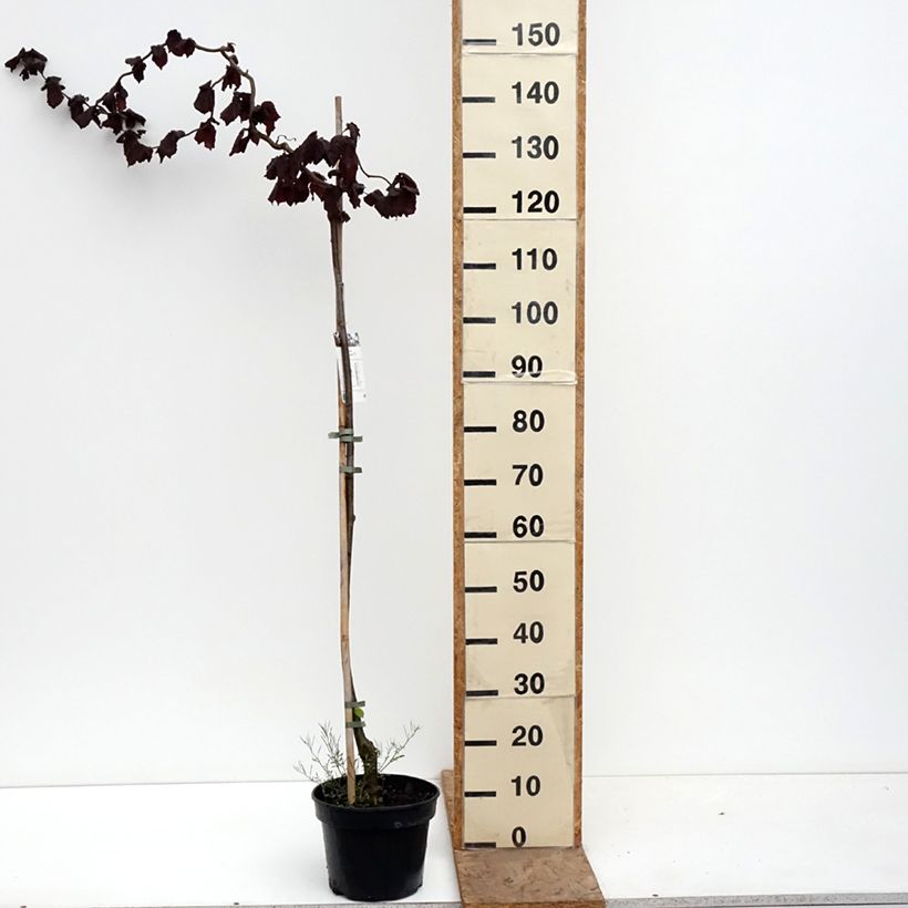 Amostra de Aveleira Red Majestic Vaso de 3 L/4 L, Haste tal como entregue na primavera