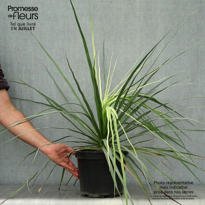 Amostra de Nolina hibernica La Sibirica Vaso de 6 L/7 L tal como entregue no verão