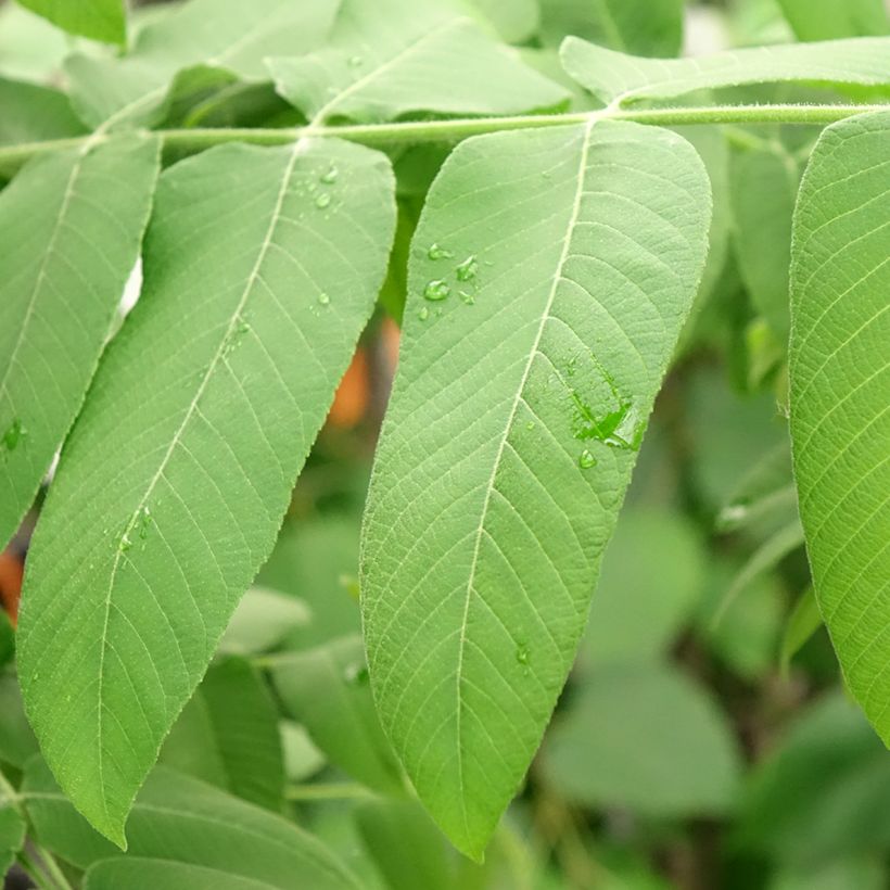 Nogueira-cinzenta - Juglans cinerea (Folhagem)