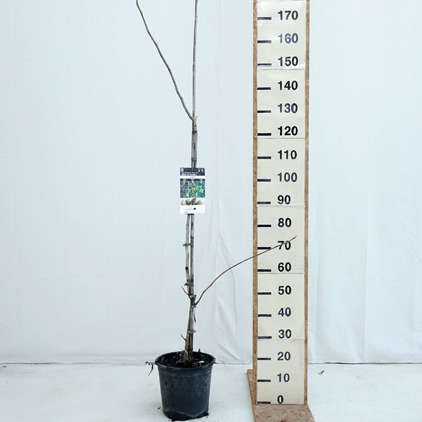 Amostra de Nogueira-cinzenta - Juglans cinerea Vaso de 7,5 L/10 L tal como entregue no outono