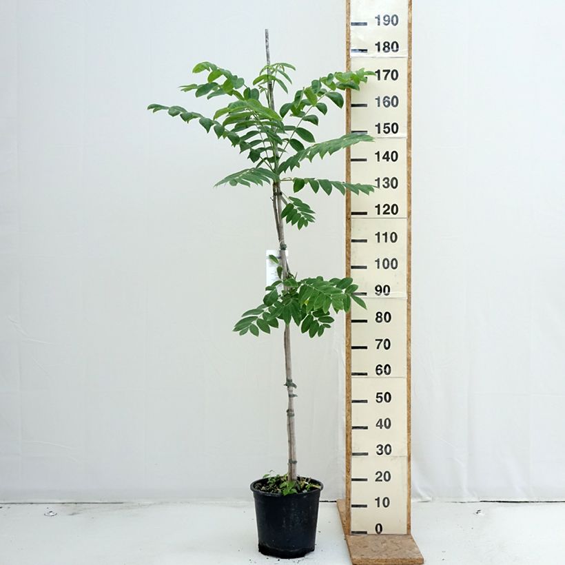 Amostra de Nogueira-cinzenta - Juglans cinerea Vaso de 7,5 L/10 L tal como entregue no verão