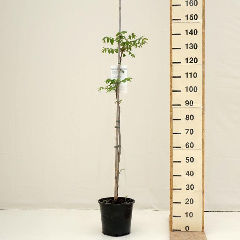 Amostra de Noyer cendré - Juglans cinerea Pot de 7,5L/10L tal como entregue na primavera