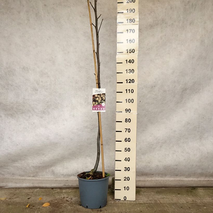Amostra de Nogueira-comum Corne - Juglans nigra Vaso de 18 L/20 L, Brasão tal como entregue no outono