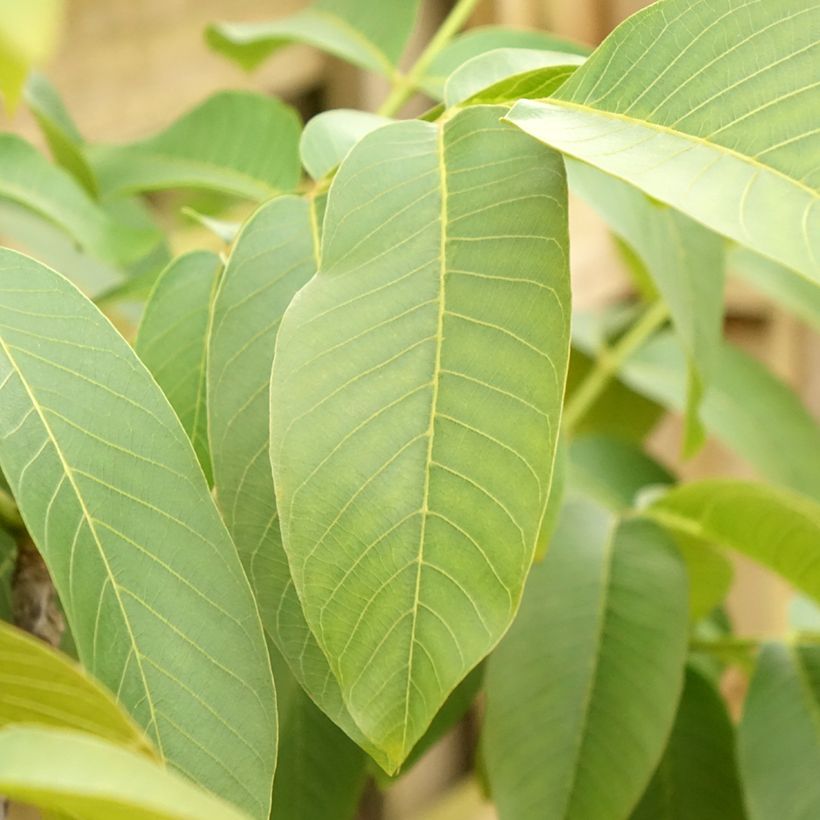 Nogueira-comum Corne - Juglans nigra (Folhagem)