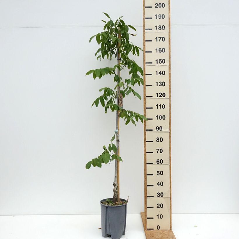 Amostra de Nogueira Chandler - Juglans regia Vaso de 7,5 L/10 L, Meia haste tal como entregue no verão