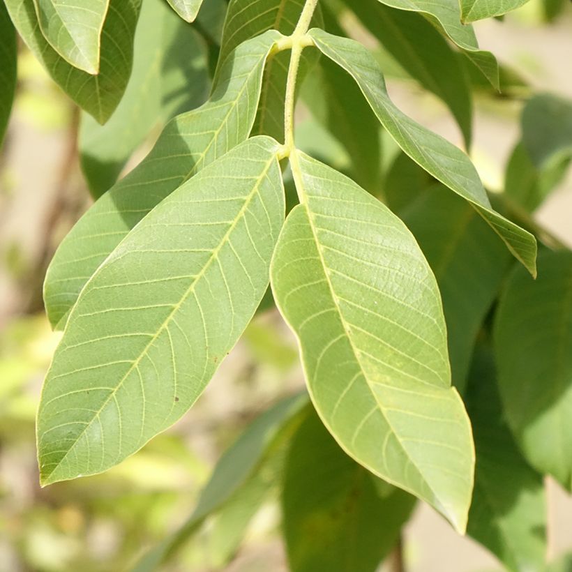 Nogueira Chandler - Juglans regia (Folhagem)