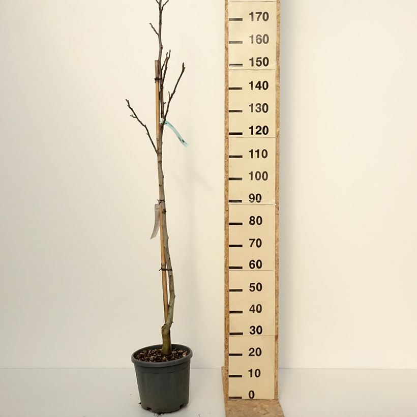 Amostra de Noyer commun - Juglans regia Fernor Vaso de 7,5 L/10 L, Meia haste tal como entregue no inverno