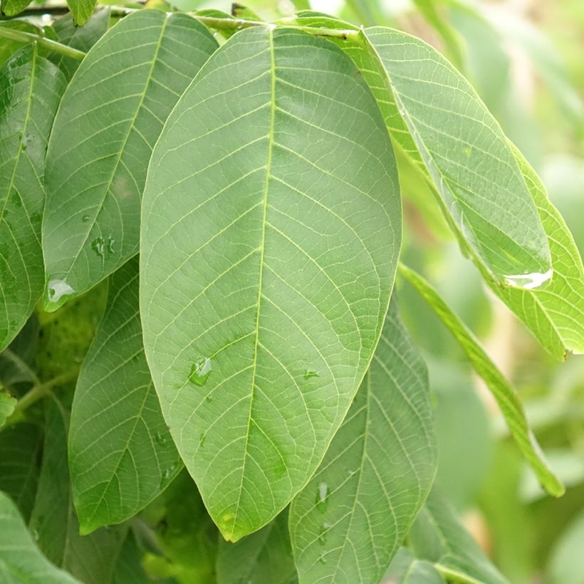 Nogueira Fernor - Juglans regia (Folhagem)
