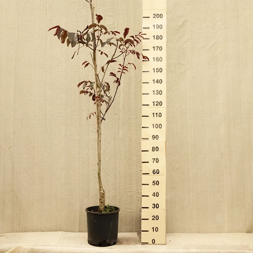Amostra de Nogueira-comum Purpurea - Juglans regia Vaso de 18 L/20 L, Brasão tal como entregue no verão