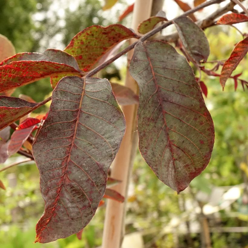 Nogueira-comum Purpurea - Juglans regia (Folhagem)