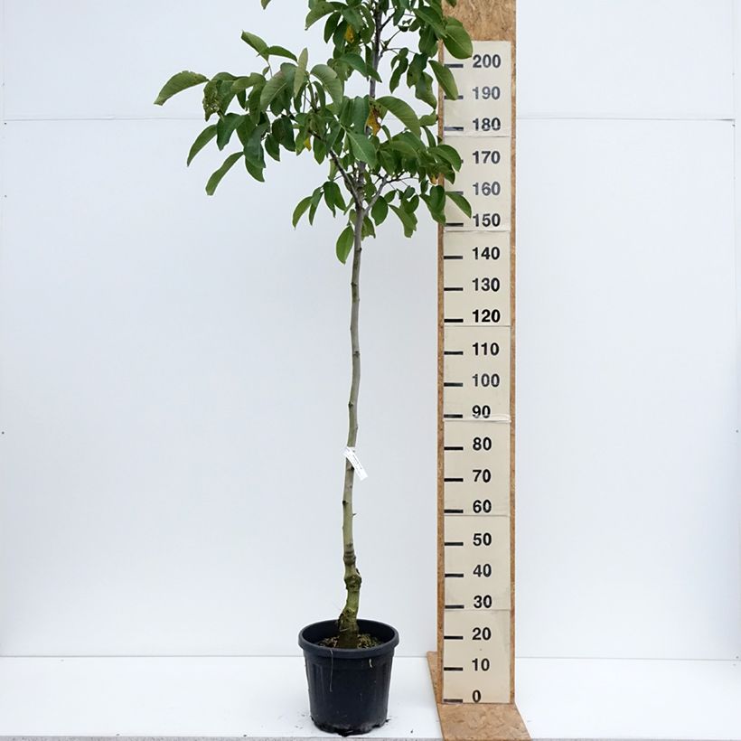 Amostra de Nogueira-comum Mayette - Juglans regia Vaso de 12 L/15 L, Brasão tal como entregue no verão