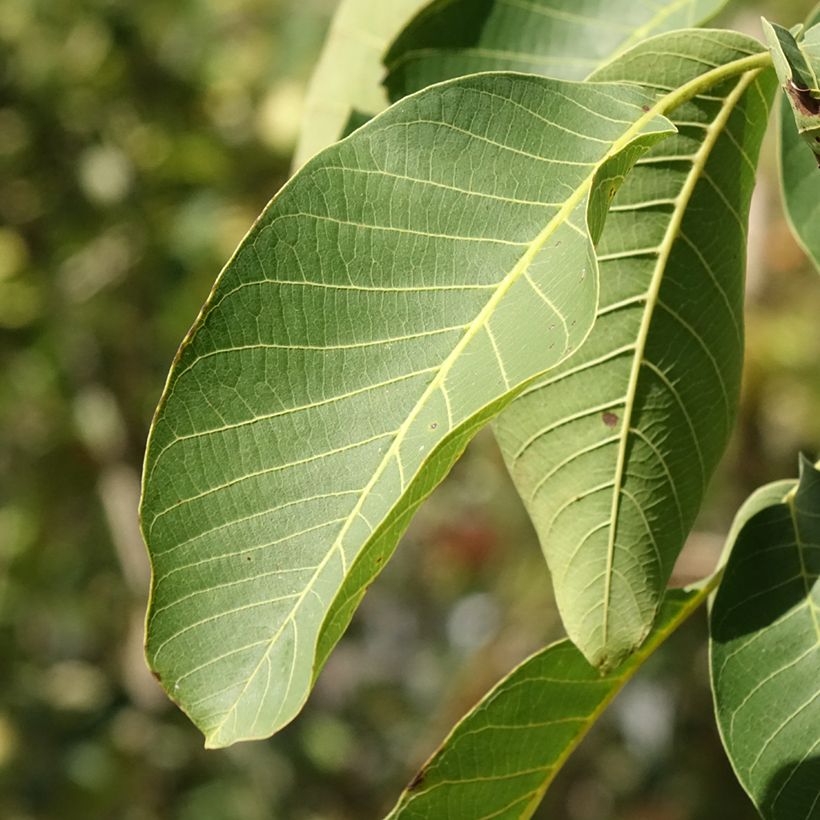 Nogueira-comum Mayette - Juglans regia (Folhagem)
