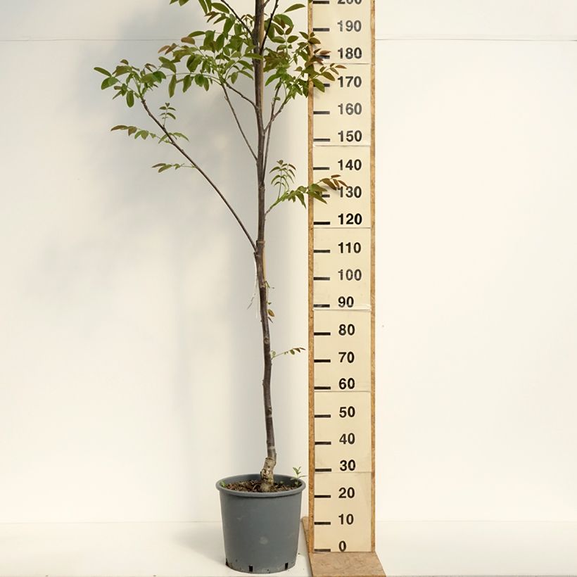 Amostra de Nogueira Weinsberg 1 - Juglans regia Vaso de 18 L/20 L, Brasão tal como entregue na primavera