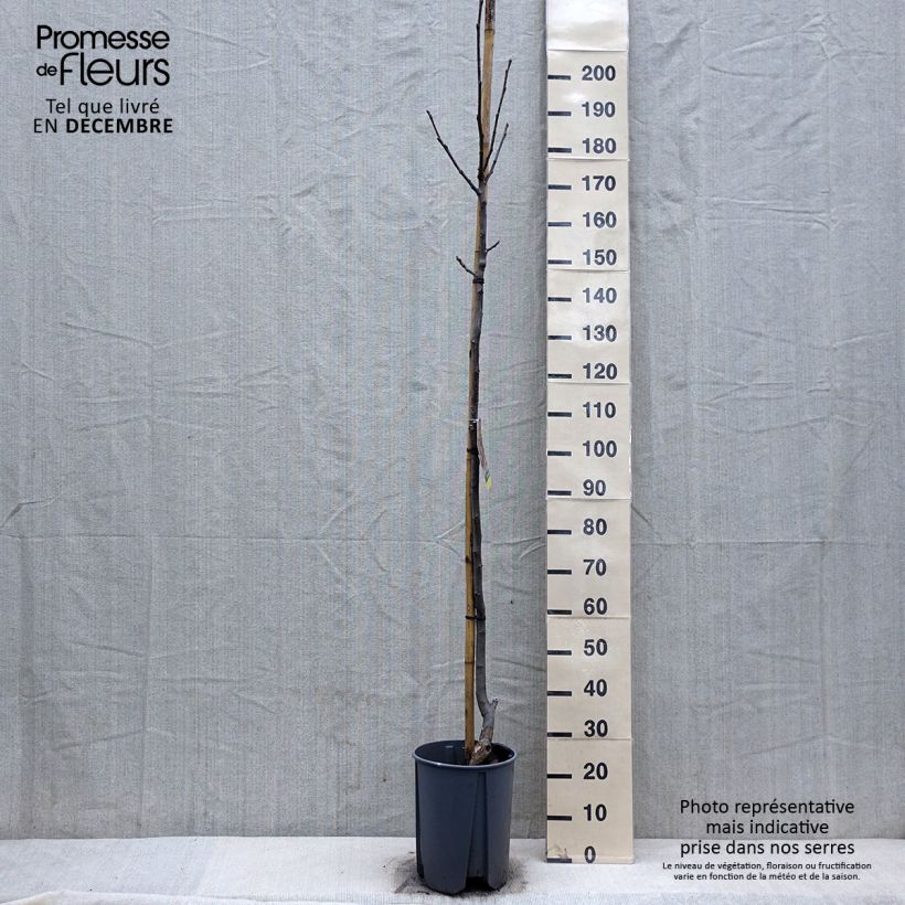 Amostra de Noyer Franquette - Noix de Grenoble Vaso de 7,5 L/10 L, Meia haste tal como entregue no inverno