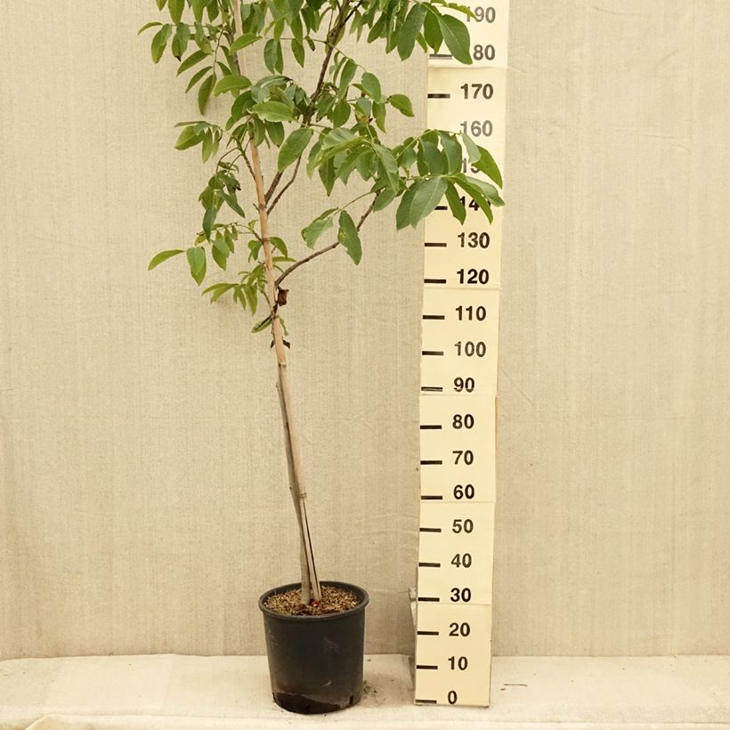 Amostra de Nogueira Franquette - Juglans regia Vaso de 12 L/15 L, Brasão tal como entregue no verão