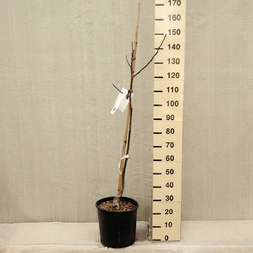 Amostra de Nogueira Franquette - Juglans regia Vaso de 12 L/15 L, Brasão tal como entregue na primavera