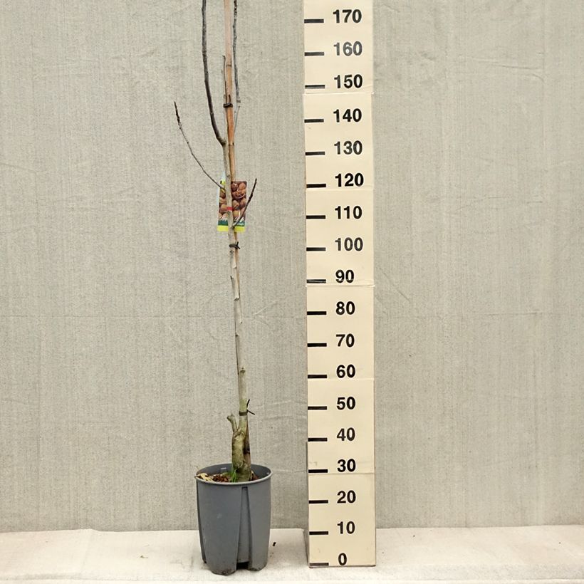 Amostra de Nogueira Franquette - Juglans regia Vaso de 7,5 L/10 L, Meia haste tal como entregue no outono