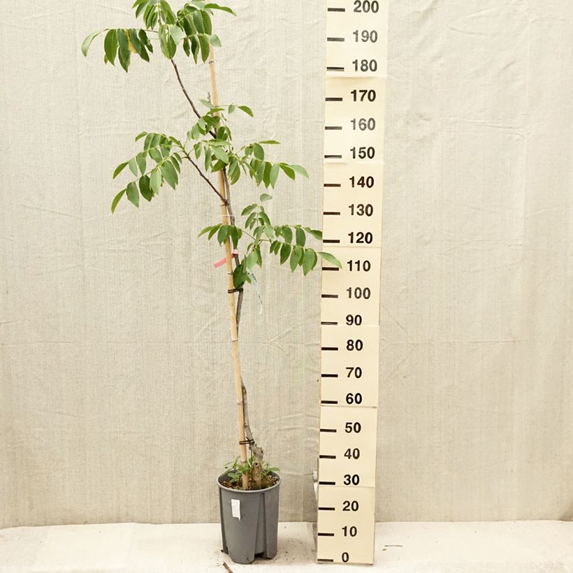 Amostra de Nogueira Franquette - Juglans regia Vaso de 7,5 L/10 L, Meia haste tal como entregue no verão