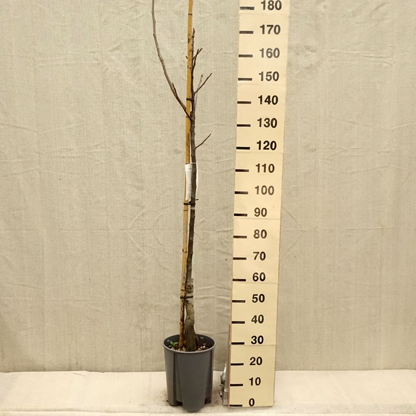 Amostra de Nogueira Franquette - Juglans regia Vaso de 7,5 L/10 L, Meia haste tal como entregue na primavera