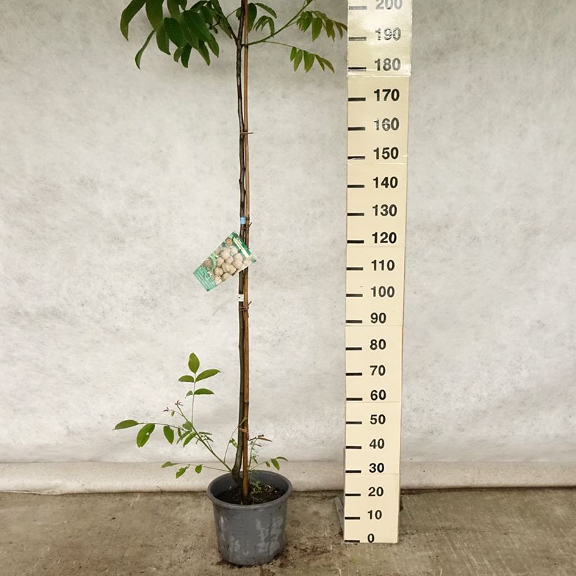 Amostra de Nogueira Parisiense - Juglans regia Vaso de 18 L/20 L, Brasão tal como entregue no verão