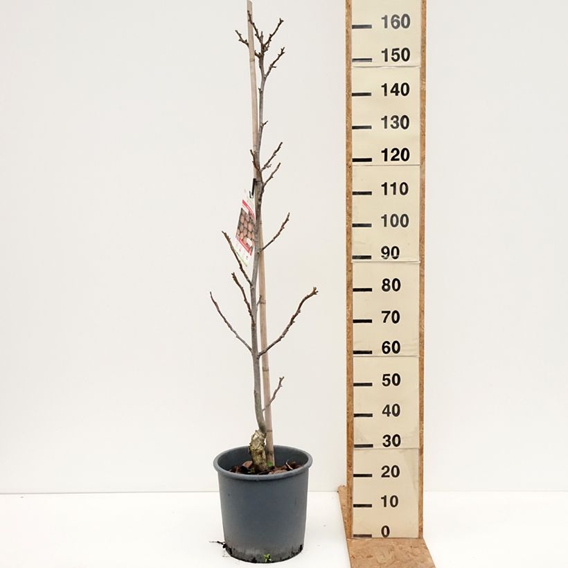 Amostra de Nogueira Parisiense - Juglans regia Vaso de 18 L/20 L, Brasão tal como entregue no outono