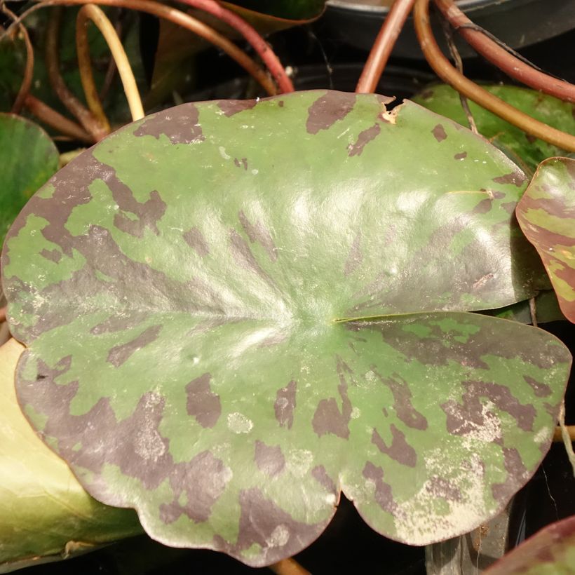 Nenúfar Alba Delicata (Folhagem)