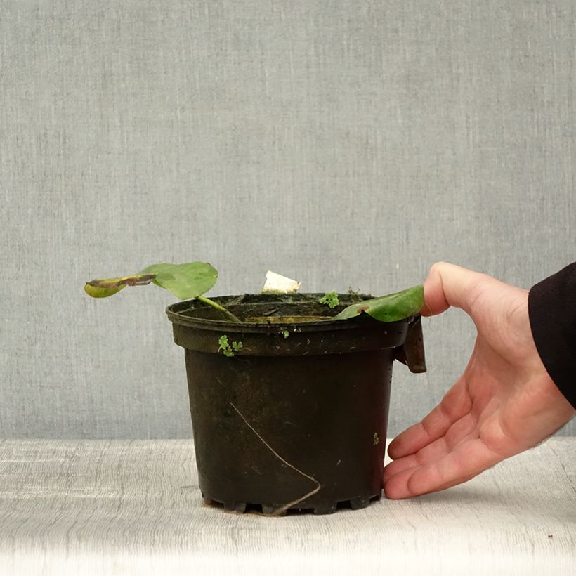 Amostra de Nymphaea Alba Delicata - Nénuphar blanc rustique Pot de 1,5L/2L tal como entregue no outono