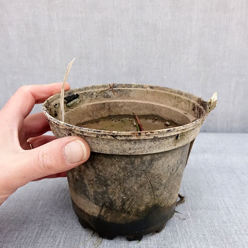 Amostra de Nymphaea Alba Delicata - Nénuphar blanc rustique Pot de 1,5L/2L tal como entregue no inverno