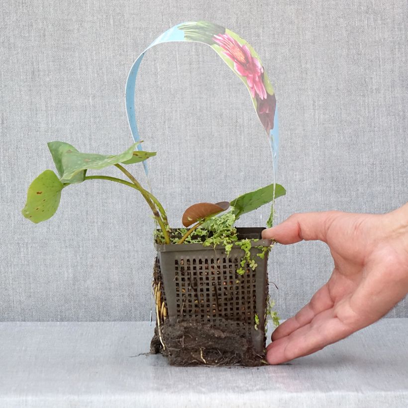 Amostra de Nymphaea Almost Black - Nénuphar rustique rouge pourpre Pot de 1L/1,5L tal como entregue no verão