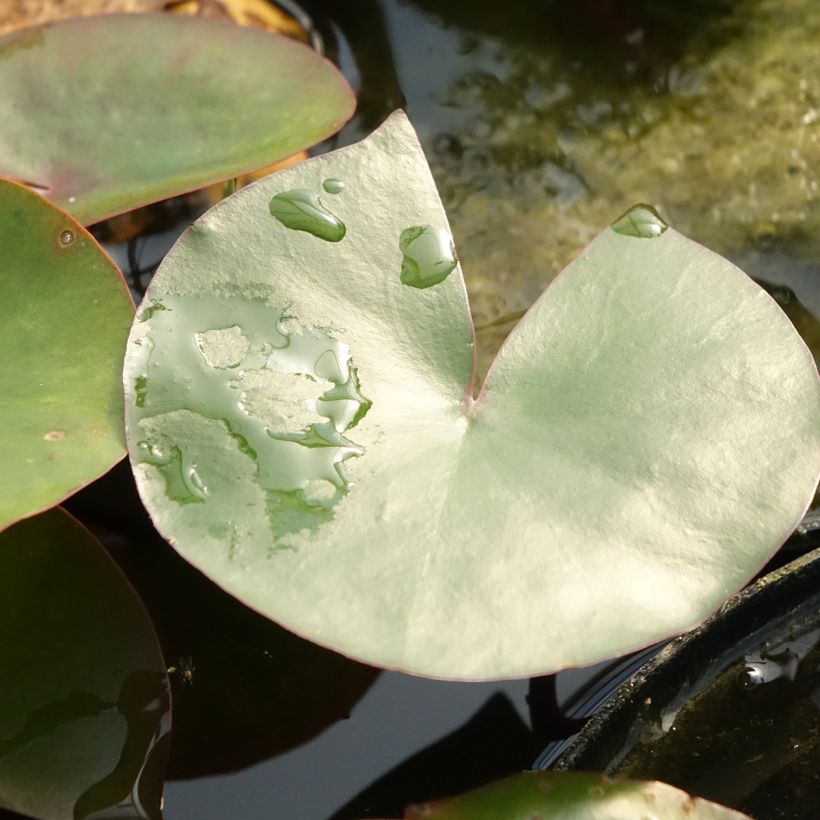 Nenúfar Amabilis (Folhagem)