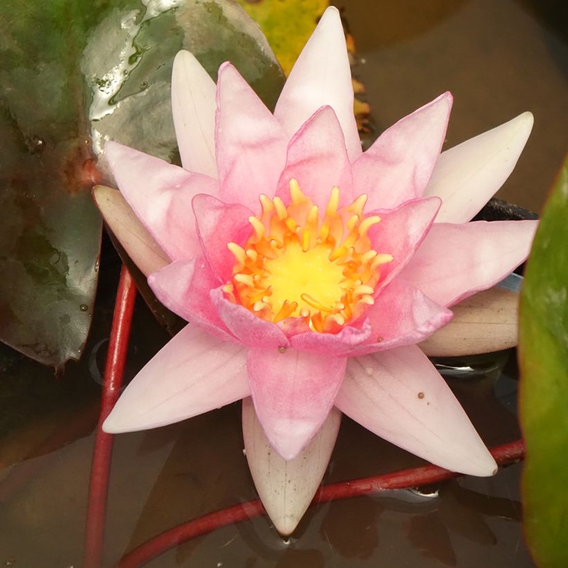 Nenúfar Amabilis (Floração)