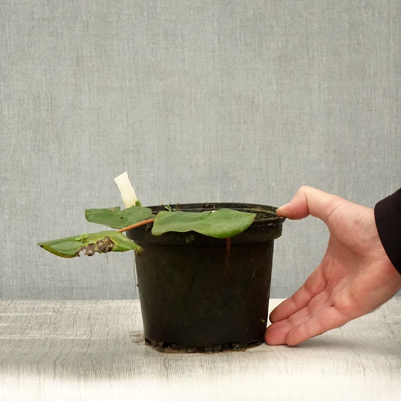 Amostra de Nenúfar Amabilis Vaso de 1,5 L/2 L tal como entregue no outono