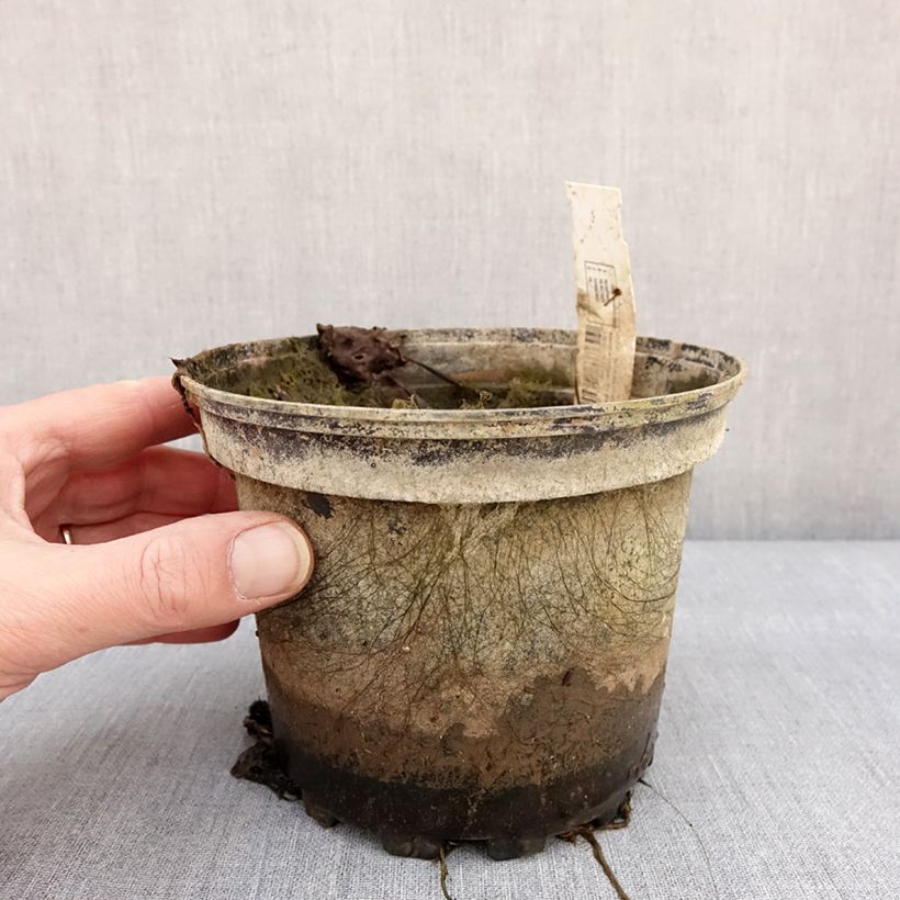 Amostra de Nymphaea Amabilis - Nénuphar rose rustique Pot de 1,5L/2L tal como entregue no inverno