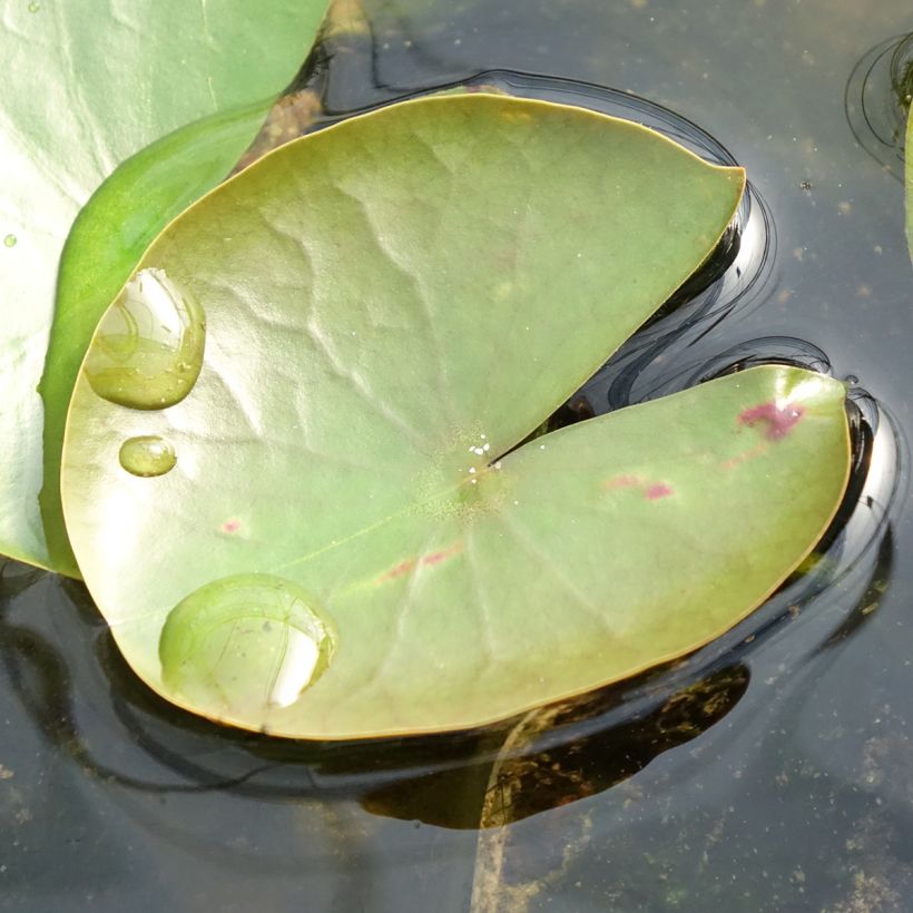 Nenúfar American Star (Folhagem)