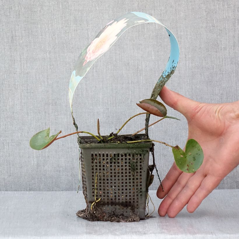 Amostra de Nymphaea American Star - Nénuphar rustique rose Pot de 1L/1,5L tal como entregue no verão