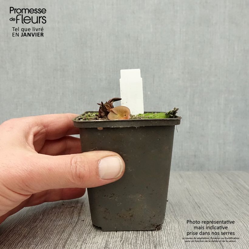 Amostra de Nymphaea Attraction - Nénuphar rouge  Vaso de 8/9 cm tal como entregue no inverno